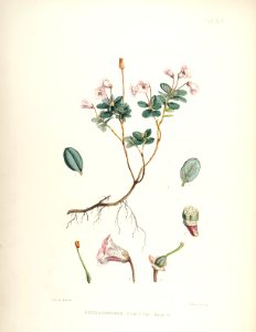 15 Himalayan Rhododendrons