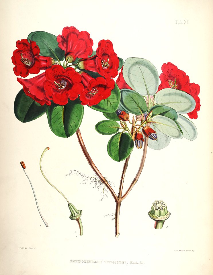 13 Himalayan Rhododendrons