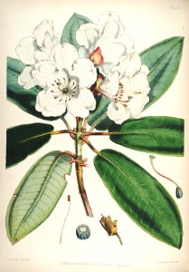 12 Himalayan Rhododendrons