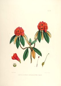 09 Himalayan Rhododendrons