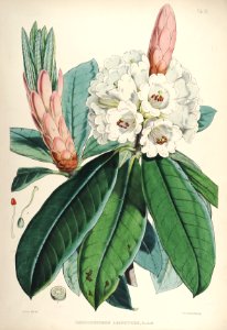 10 Himalayan Rhododendrons