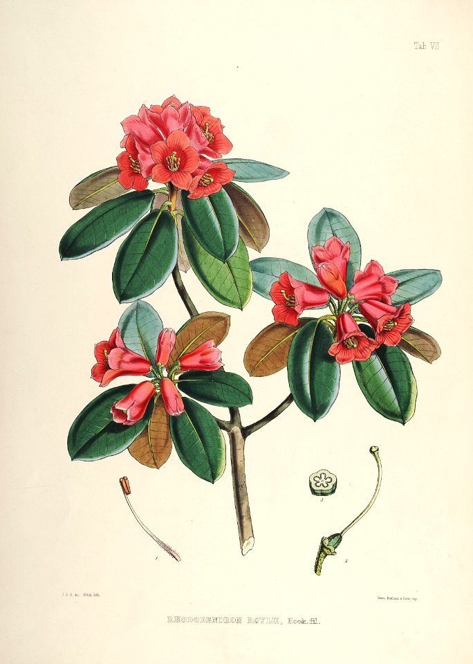 08 Himalayan Rhododendrons