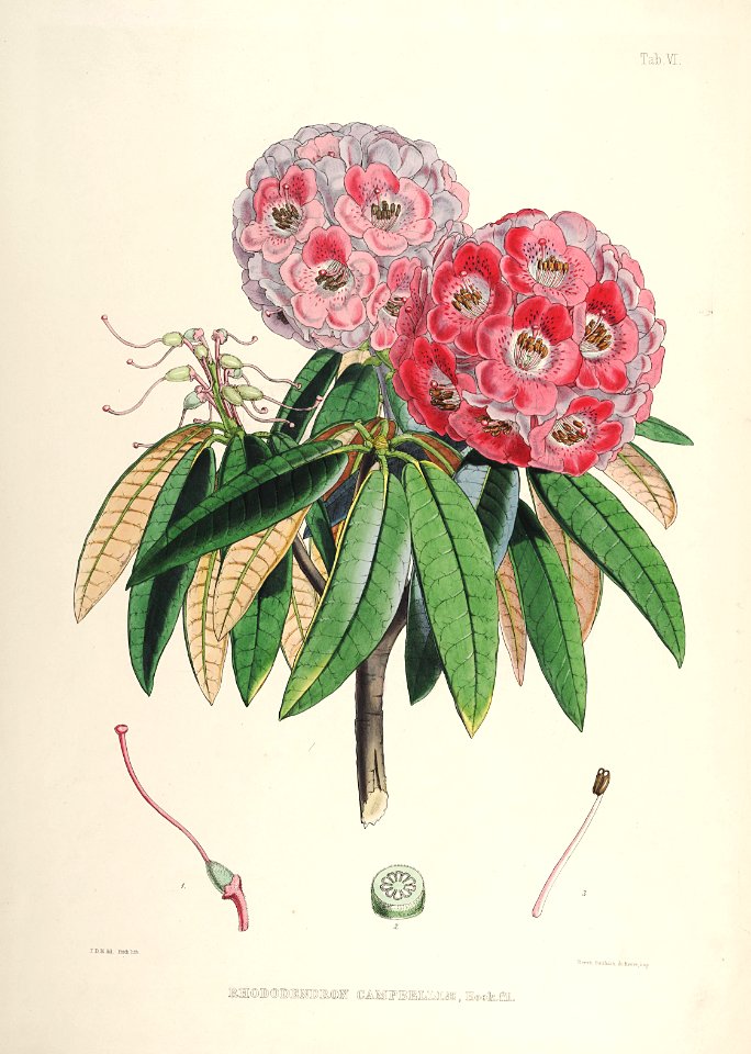 07 Himalayan Rhododendrons