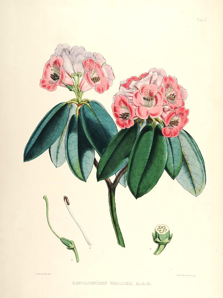 06 Himalayan Rhododendrons
