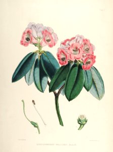 06 Himalayan Rhododendrons