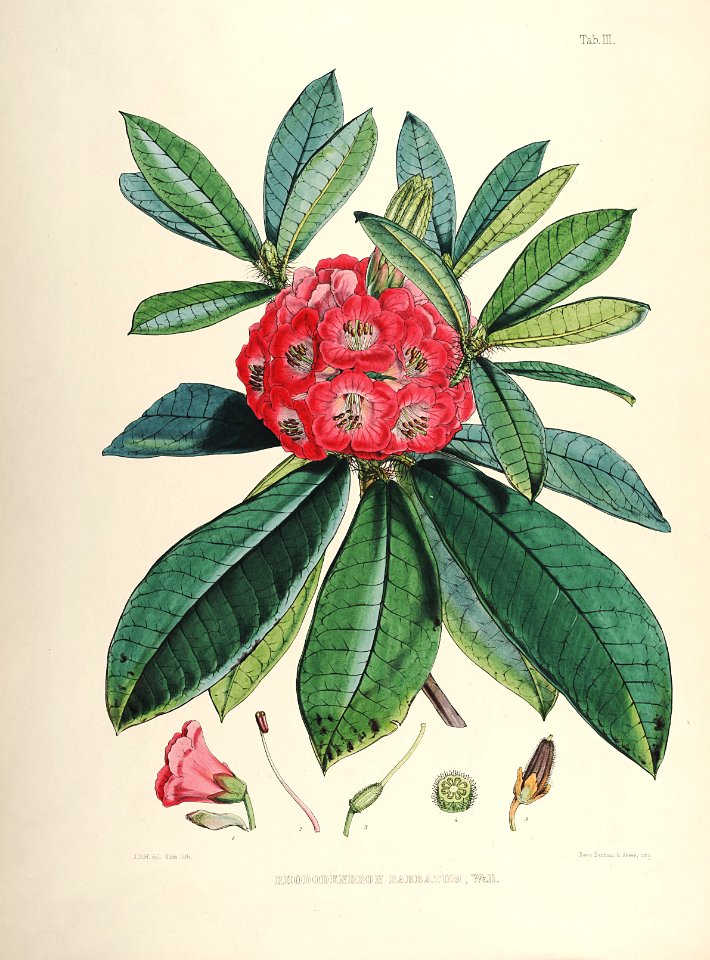 04 Himalayan Rhododendrons