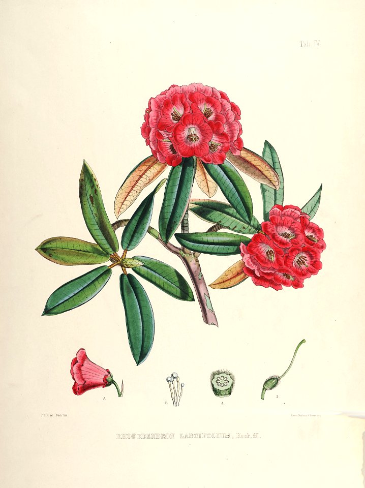 05 Himalayan Rhododendrons