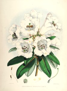 03 Himalayan Rhododendrons