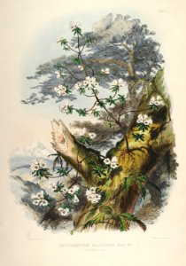 01 Himalayan Rhododendrons_cr