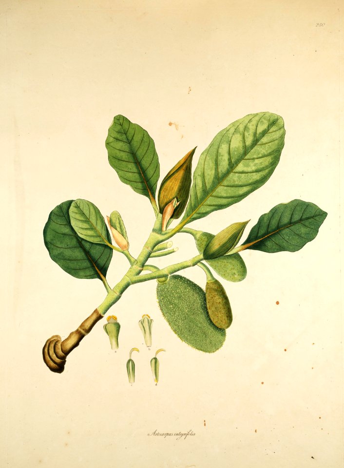 Plate 250