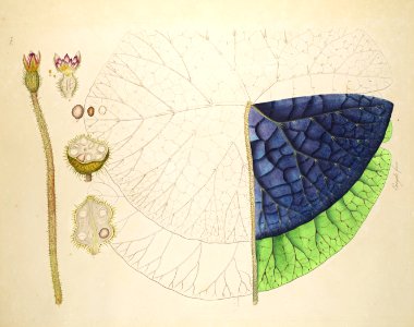 Plate 244