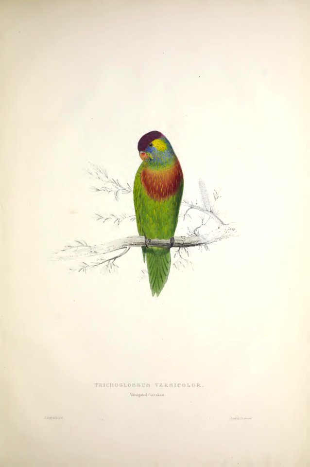 Parrots 36 Variegated Parrakeet