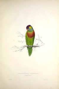 Parrots 36 Variegated Parrakeet