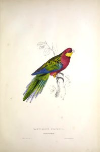 Parrots 23 Stanley Parrakeet