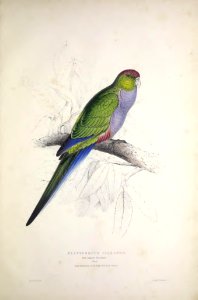 Parrots 22 Red-capped Parrakeet