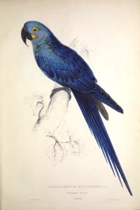 Parrots 09 Hyacinth Macaw