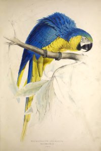 Parrots 08 Blue and Yellow Macaw