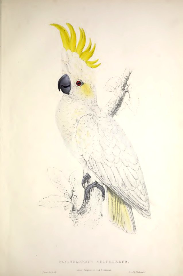 Parrots 04 Lesser Sulfur-crested Cockatoo