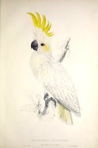 Parrots 04 Lesser Sulfur-crested Cockatoo