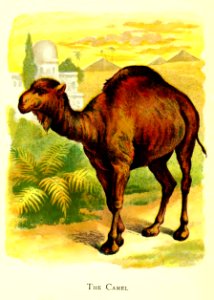 Friendly Animals 34
