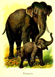 Friendly Animals 33