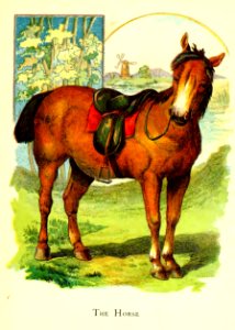 Friendly Animals 27