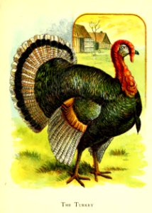 Friendly Animals 23