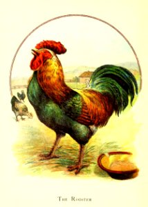 Friendly Animals 20