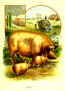 Friendly Animals 17