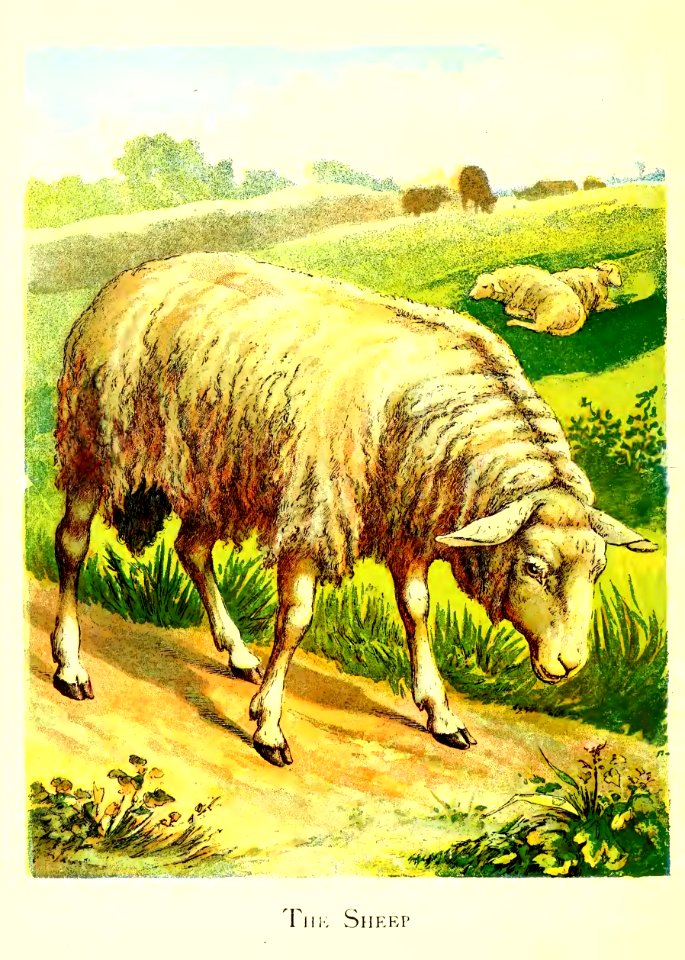 Friendly Animals 16