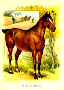 Friendly Animals 15