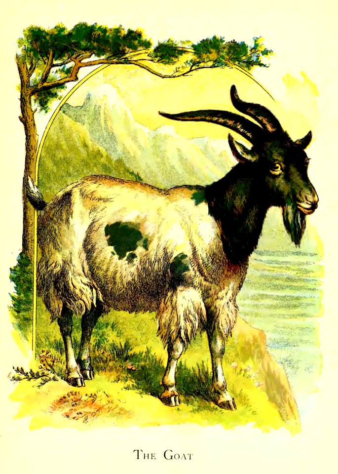 Friendly Animals 11