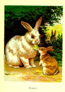 Friendly Animals 05