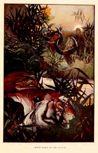 Jungle Book 11