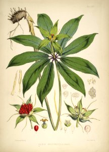 Himalayan Plants 25