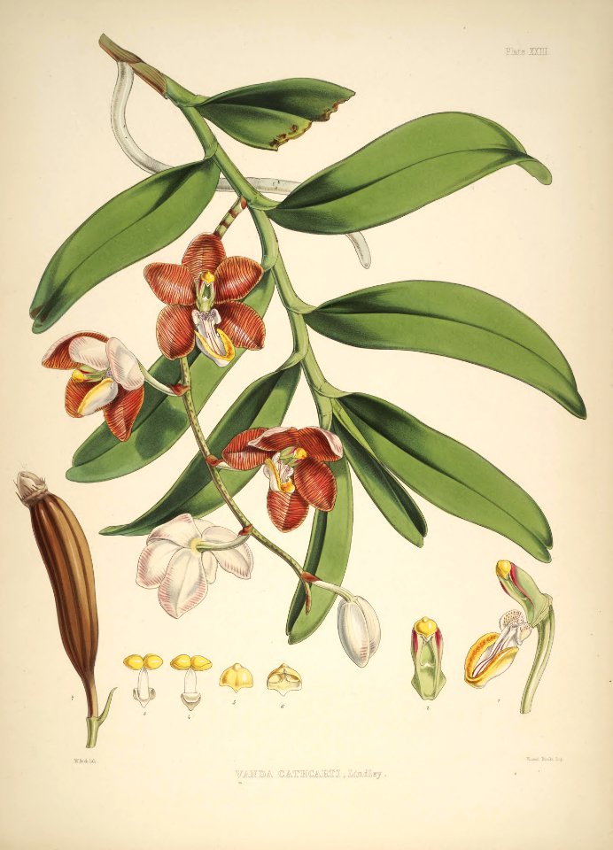 Himalayan Plants 24