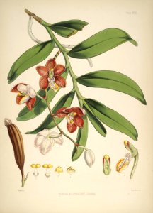 Himalayan Plants 24