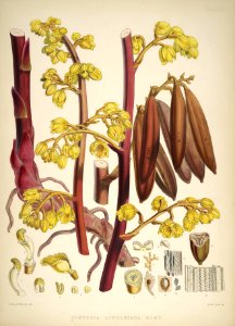 Himalayan Plants 23