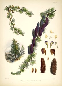 Himalayan Plants 22