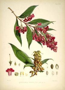 Himalayan Plants 19