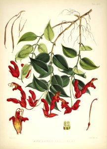 Himalayan Plants 18