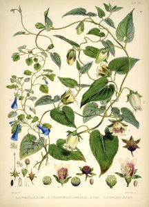 Himalayan Plants 17