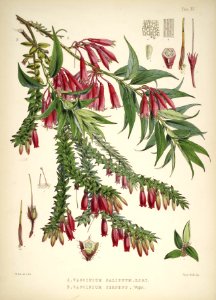 Himalayan Plants 16