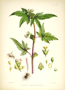 Himalayan Plants 15