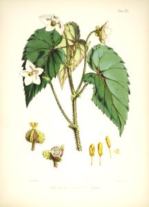 Himalayan Plants 14