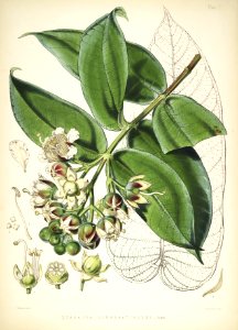 Himalayan Plants 12