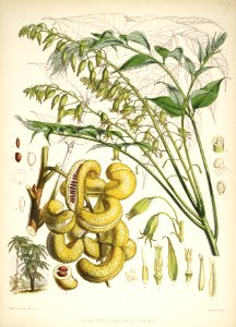 Himalayan Plants 11