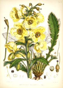 Himalayan Plants 10