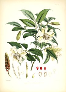 Himalayan Plants 08