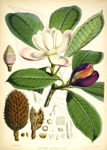 Himalayan Plants 07